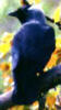 Web Site with Photo