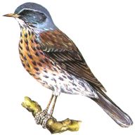 Fieldfare (Turdus pilaris)