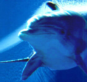 Bottle-nosed Dolphin (Tursiops truncatus)