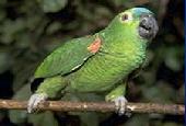 Duliere, Thierry - Amazone a Front Bleu a Epaules Jaunes. http://perso.wanadoo.fr/thierry.duliere/AMAZONA_AESTIVA_XANTHOPTER.htm