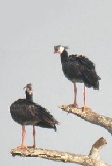 Figura de esp�cimes. Clique para ampliar.