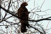 � WildMadagascar.org