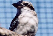 � Zool�gico de Lisboa