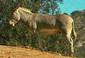 � The Zoological Society of San Diego