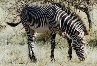 Figura de um esp�cime. Clique para ampliar.