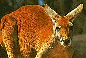 � The Zoological Society of Sand Diego
