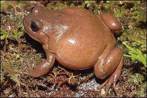 Uma nova esp�cie de sapo, ainda n�o nomeada (Imagem: � Stephen Richards)