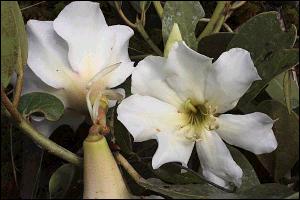 Rhododendron que cresce no topo das �rvores (Imagem: � Wayne Takeuchi)
