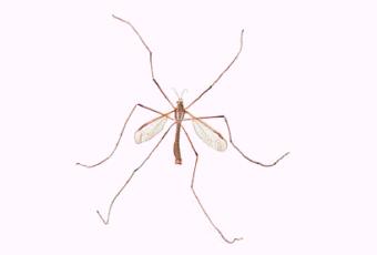 Figura de esp�cimes. Clique para ampliar.