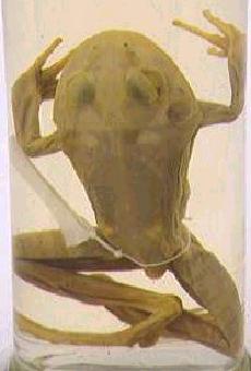 Figura de um esp�cime. Clique para ampliar.
