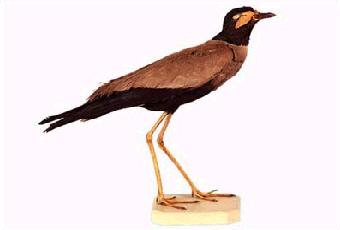 Figura de esp�cimes. Clique para ampliar.