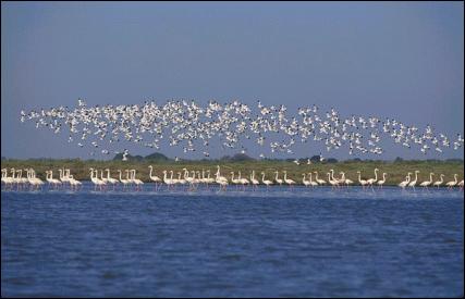 Paisagem do estu�rio do Tejo, incluindo flamingos e alfaiates (esp�cies mais conhecidas da Reserva Natural)