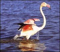 Um flamingo-rosa-europeu (Phoenicopterus ruber roseus)