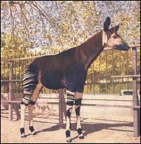 Exemplar macho de 1955 no Jardim Zool�gico de Lisboa.
