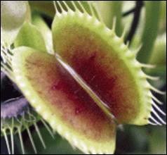 � ABC - Onlus; a planta carn�vora Dionea muscipula.