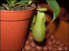 Outra esp�cie de planta carn�vora, esta pertence ao g�nero Sarracenia.