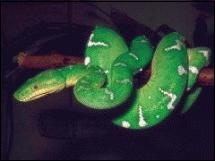 As cobras do g�nero Boa (jib�ias e constritoras) encontram-se amea�adas de extin��o, pelo que a posse e o com�rcio encontram-se proibidos