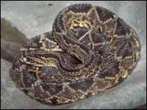 Uma cascavel (Crotalus sp.) sul-americana no Z�o de Lisboa