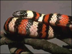 As cobras-corais s�o provavelmente as mais bonitas e coloridas de sua ordem