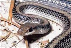 As cobras est�o entre os animais mais temidos do mundo