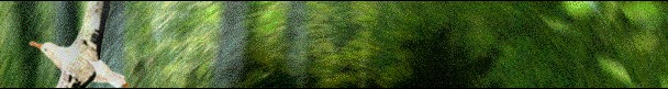 � Enciclop�dia Multim�dia dos Seres Vivos