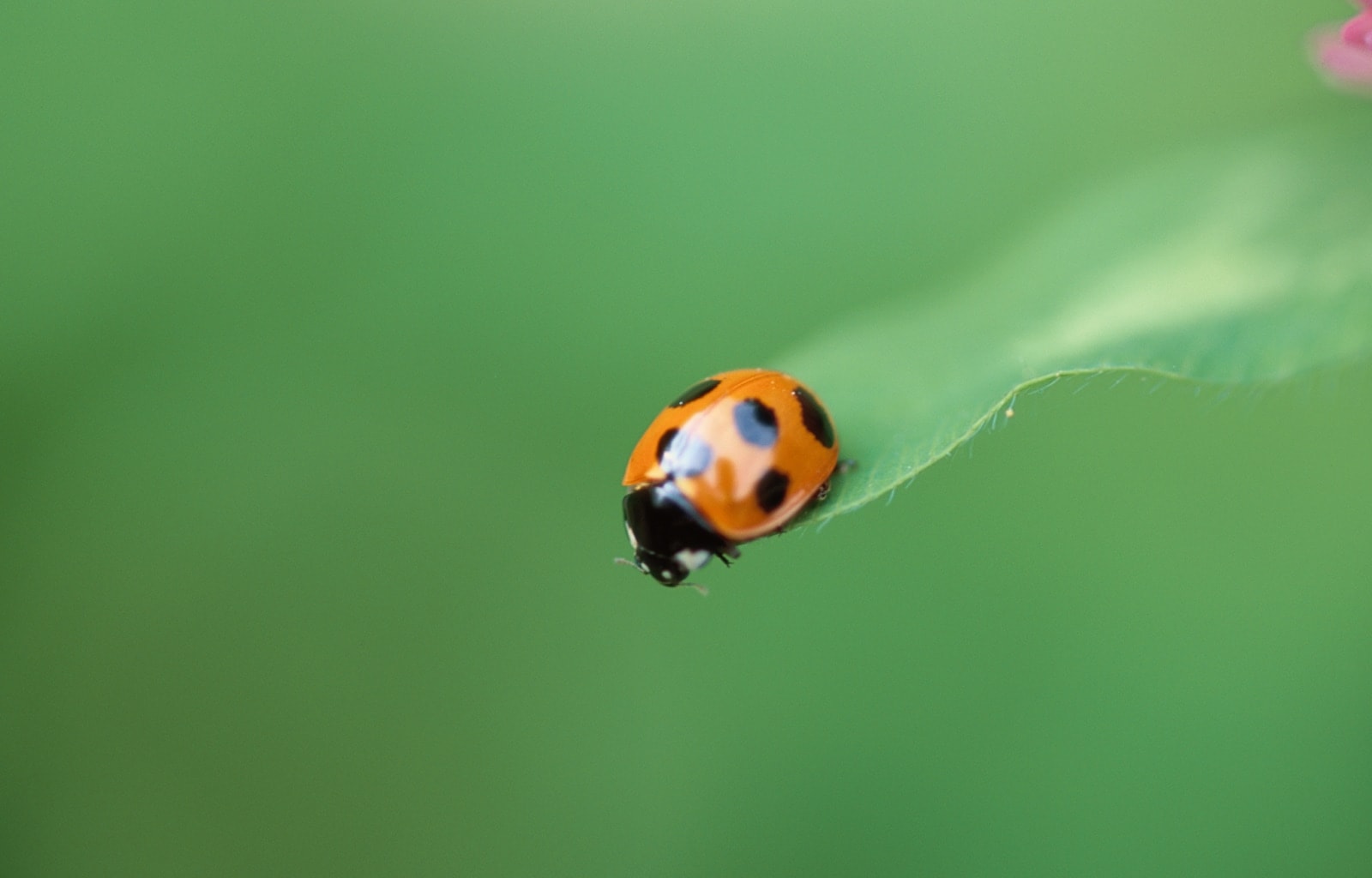 Ladybug (wide screen).jpg