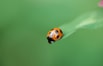 Ladybug (wide screen).jpg