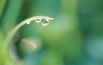 Dew Drop.jpg