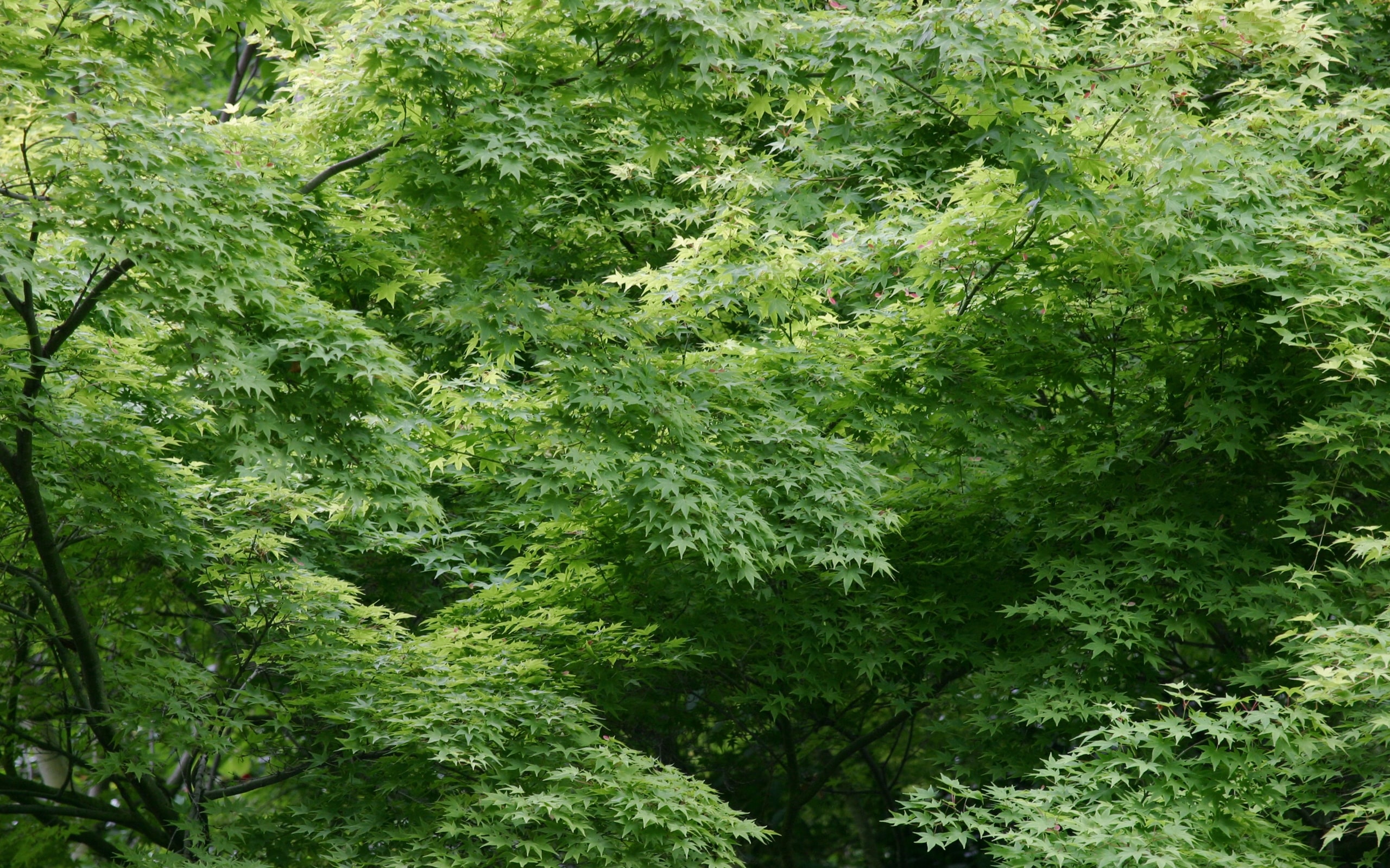Leaves.jpg