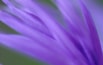 Purple Frond.jpg
