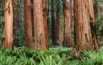 Redwoods.jpg