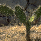 Cactus.png