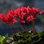 Red Cyclamens.png