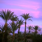 Oasis in Baja.png