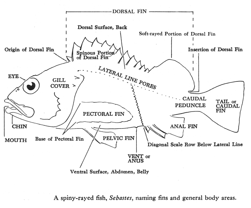 Index of /s0na_44 tilapia fish label diagram 