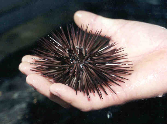 Sea Urchin