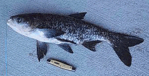 A Disabled Fisherman - Never Stop Fishing