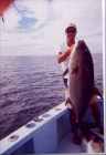Amberjack