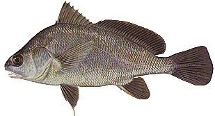 A Disabled Fisherman - Never Stop Fishing
