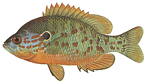 A Disabled Fisherman - Never Stop Fishing