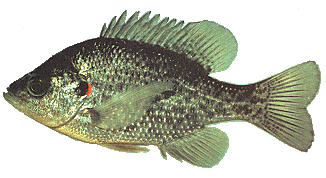 A Disabled Fisherman - Never Stop Fishing