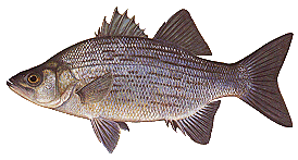A Disabled Fisherman - Never Stop Fishing