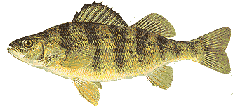 A Disabled Fisherman - Never Stop Fishing