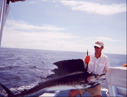 Sailfish
