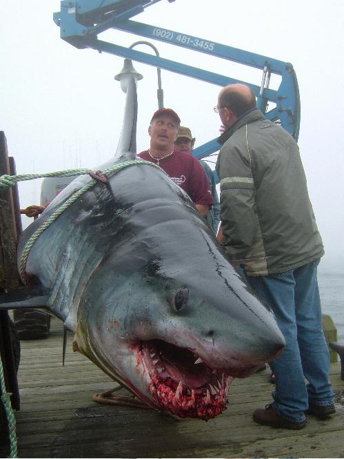 Yarmouth Mako