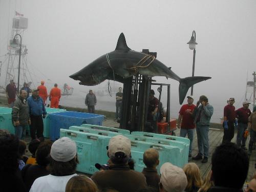 Yarmouth Shark