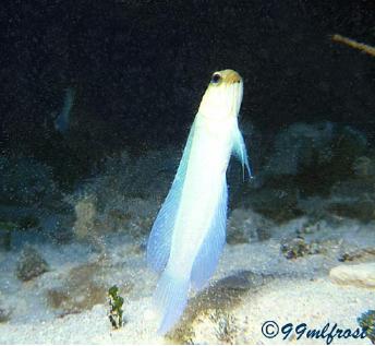 jawfish