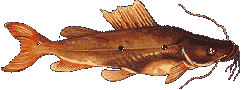 JERIPOCA