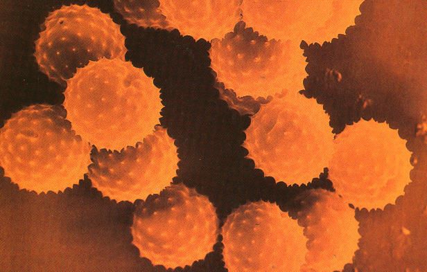 Ragweed pollen is seen here, magnified per electron microscopy.