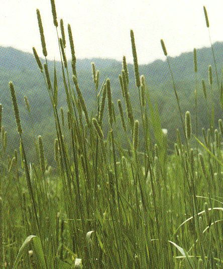 Timothy grass causes significant summertime symptoms.&nbsp; It is common in the northern USA.